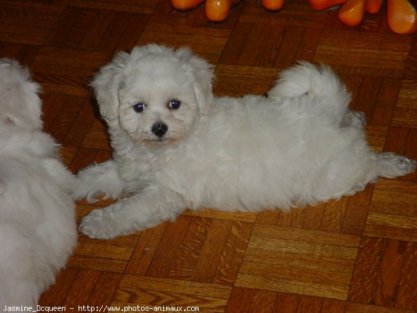 Photo de Bichon maltais