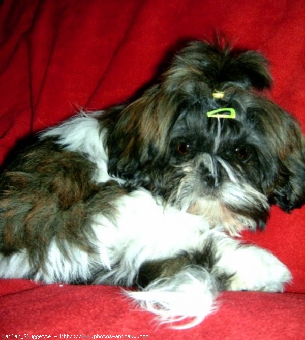 Photo de Shih tzu