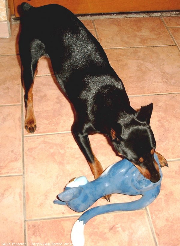 Photo de Pinscher allemand