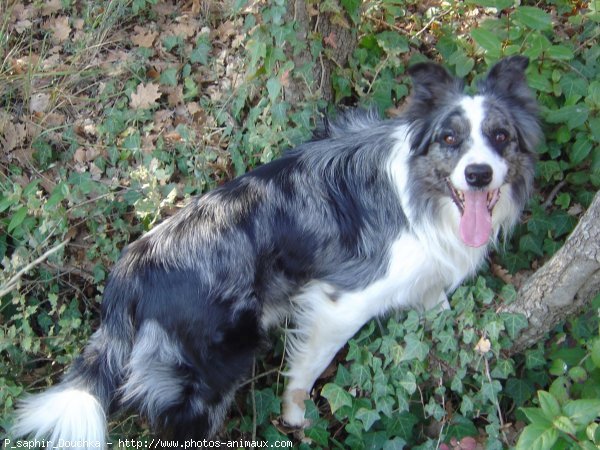 Photo de Border collie