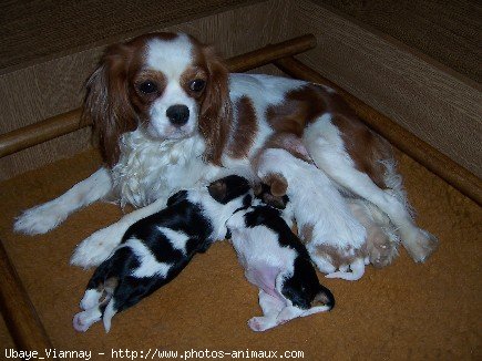 Photo de Cavalier king charles spaniel