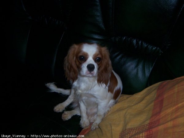 Photo de Cavalier king charles spaniel