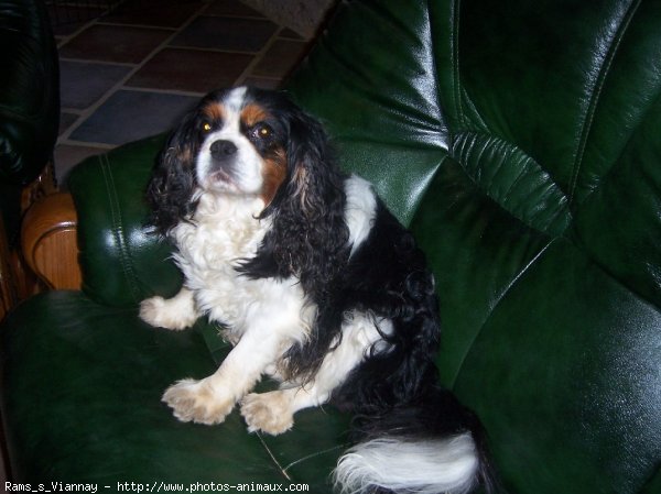 Photo de Cavalier king charles spaniel