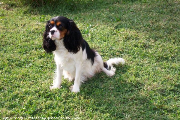 Photo de Cavalier king charles spaniel