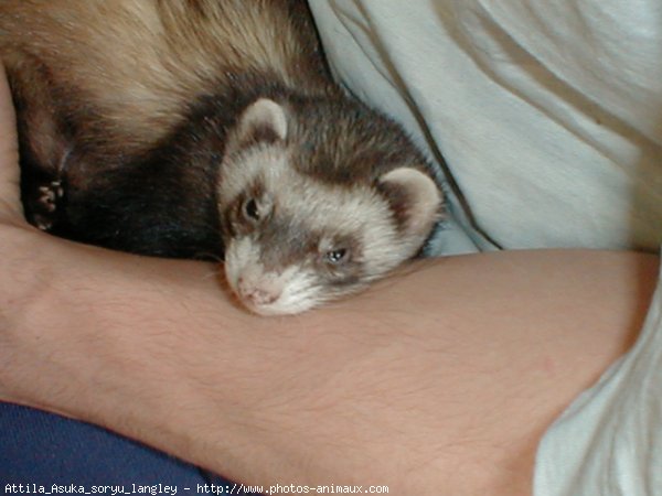 Photo de Furet