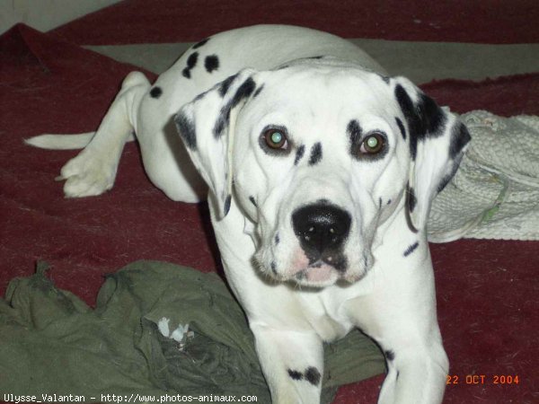 Photo de Dalmatien