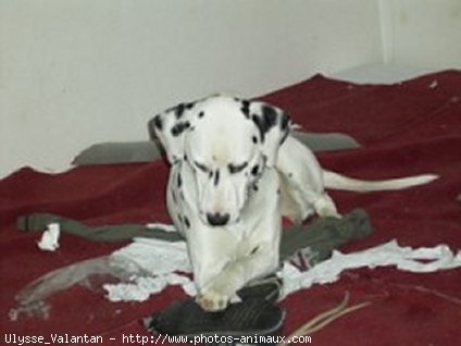 Photo de Dalmatien