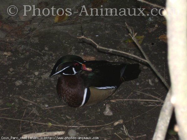 Photo de Canard