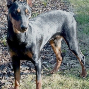 Photo de Pinscher allemand