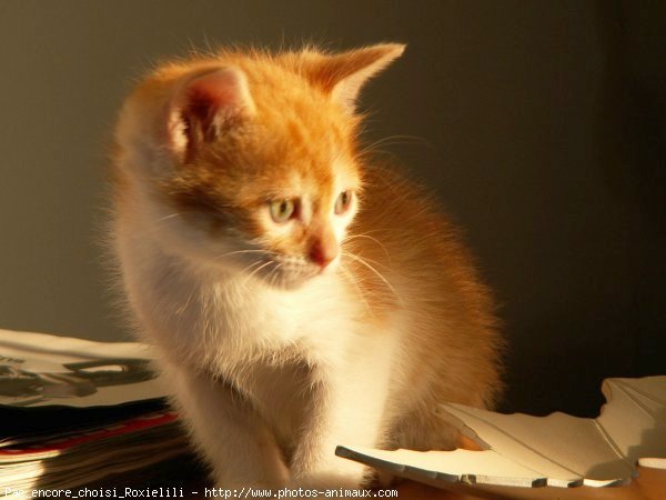 Photo de Chat domestique