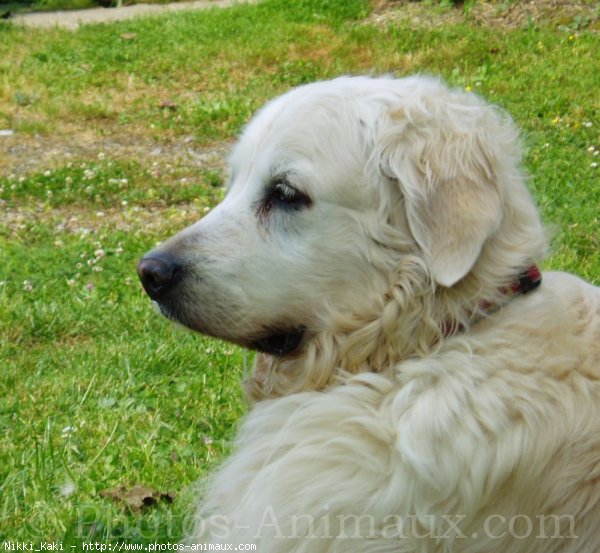 Photo de Golden retriever