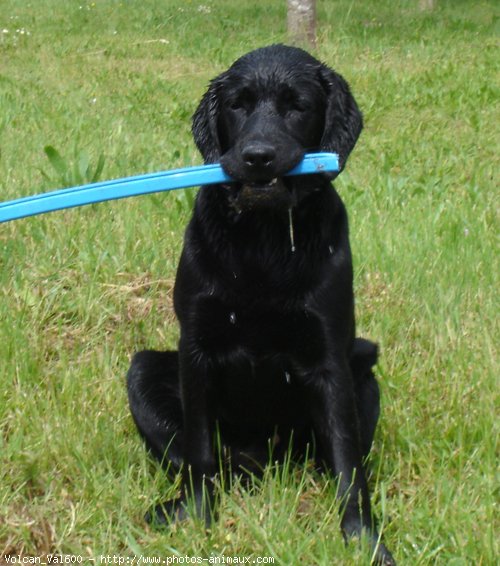 Photo de Labrador retriever