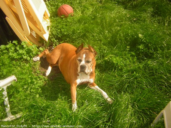 Photo de Boxer