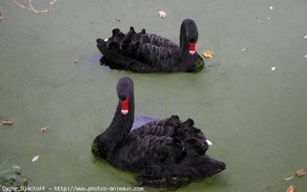 Photo de Cygne