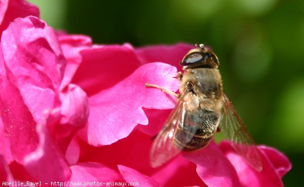 Photo d'Abeille