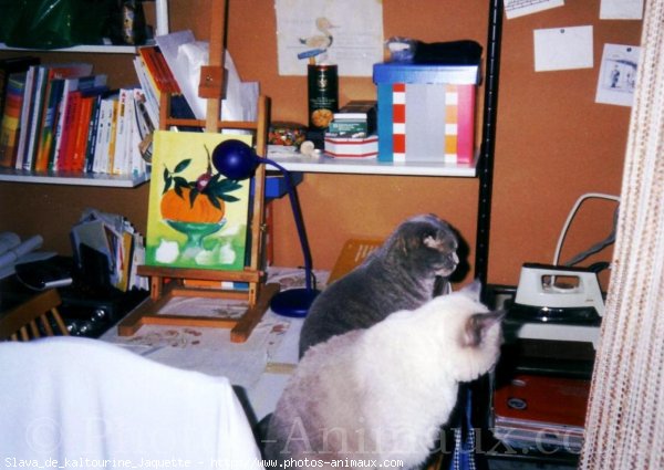 Photo de Scottish fold