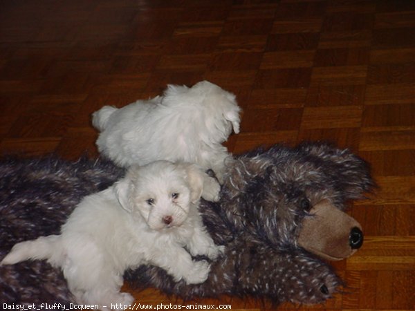 Photo de Bichon maltais