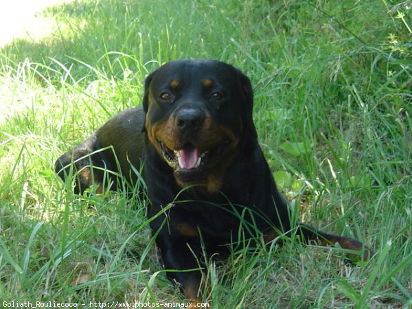 Photo de Rottweiler