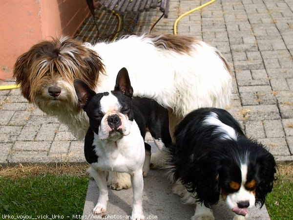 Photo de Boston terrier