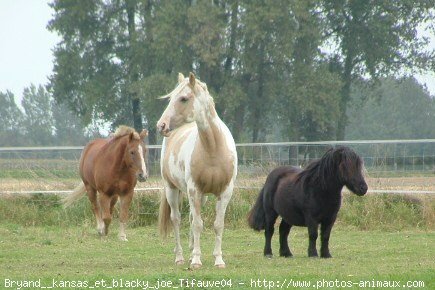 Photo de Races diffrentes