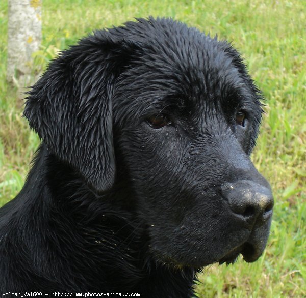 Photo de Labrador retriever