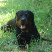 Photo de Rottweiler