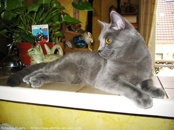 Photo de Chartreux