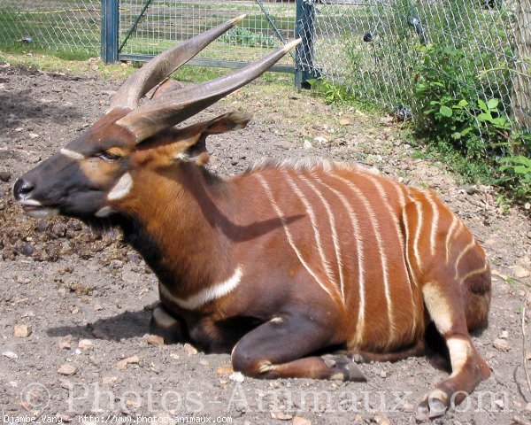 Photo d'Antilope