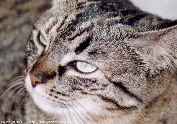 Photo de Chat domestique