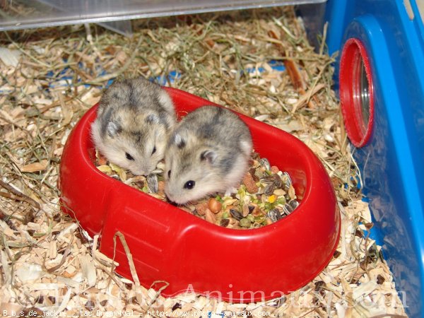 Photo de Hamster