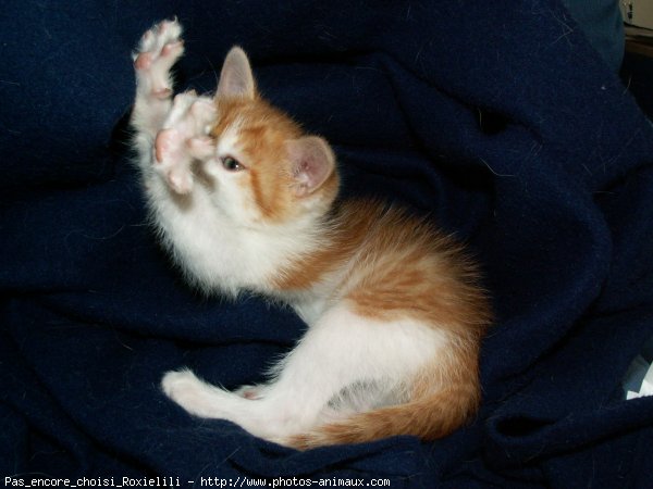 Photo de Chat domestique