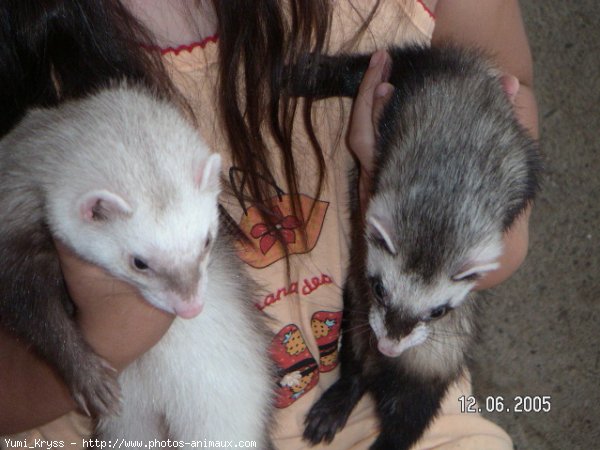 Photo de Furet