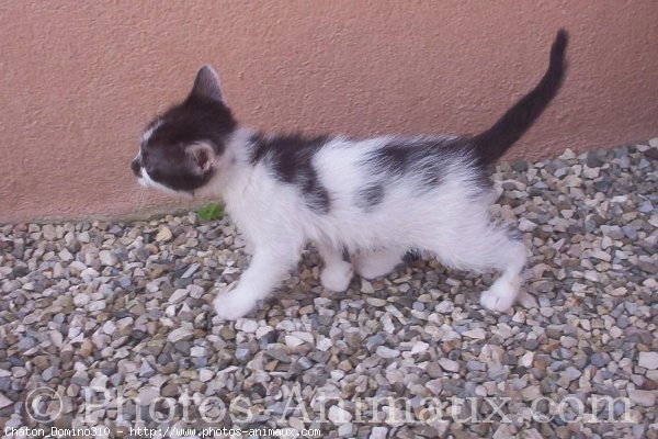 Photo de Chat domestique