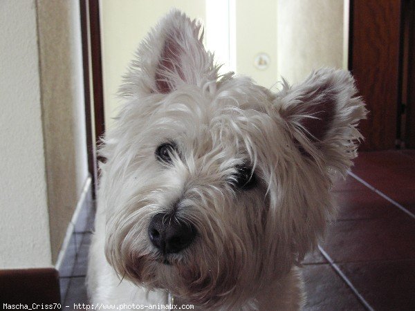 Photo de West highland white terrier