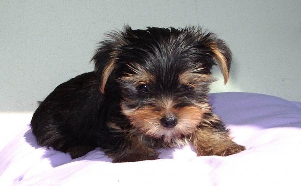 Photo de Yorkshire terrier