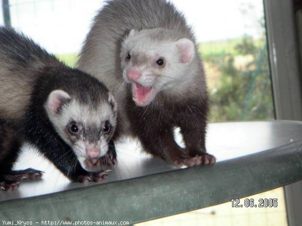 Photo de Furet