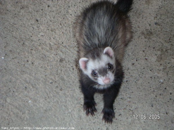 Photo de Furet