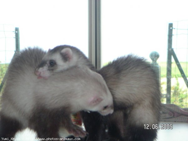 Photo de Furet