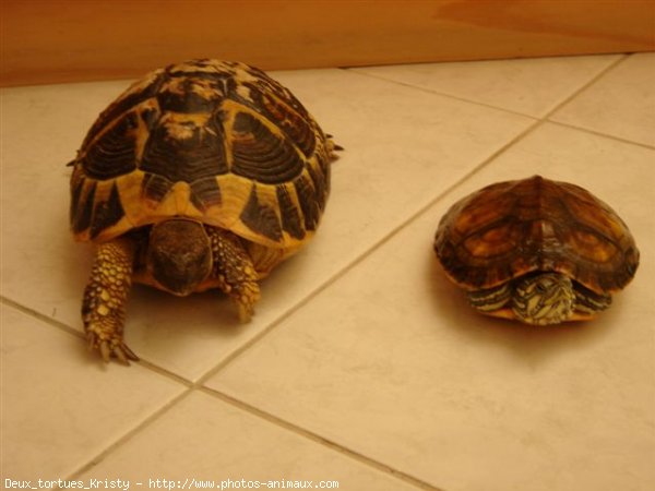 Photo de Tortue