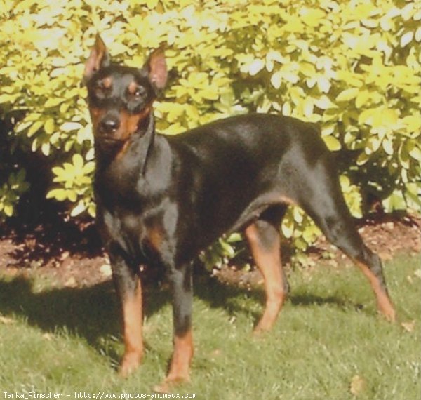 Photo de Pinscher allemand