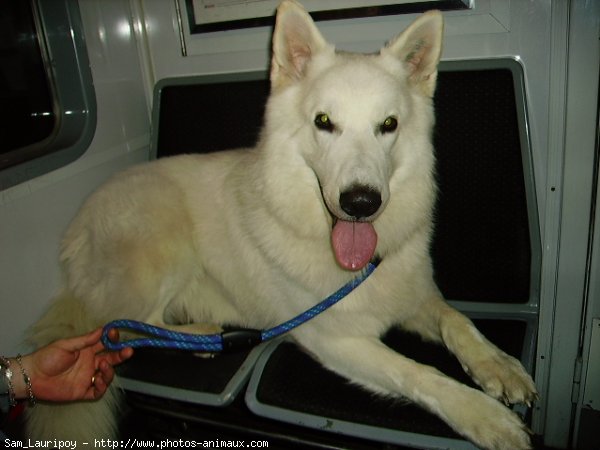 Photo de Berger blanc suisse