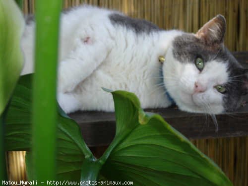 Photo de Chat domestique