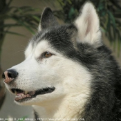 Photo de Husky siberien