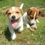 Photo de Jack russell terrier