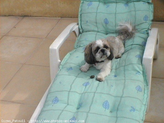 Photo de Shih tzu