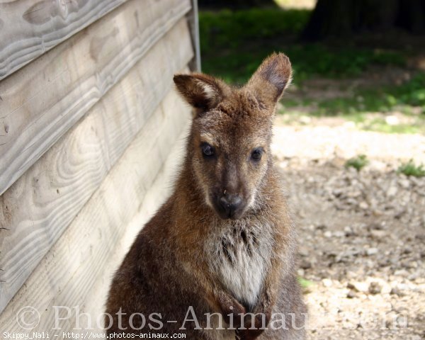 Photo de Wallaby