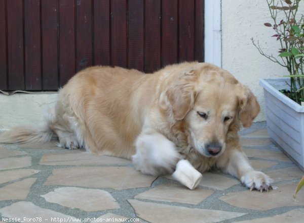 Photo de Golden retriever