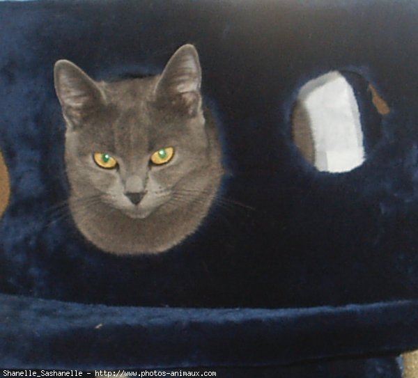 Photo de Chartreux