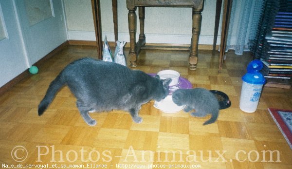 Photo de Chartreux