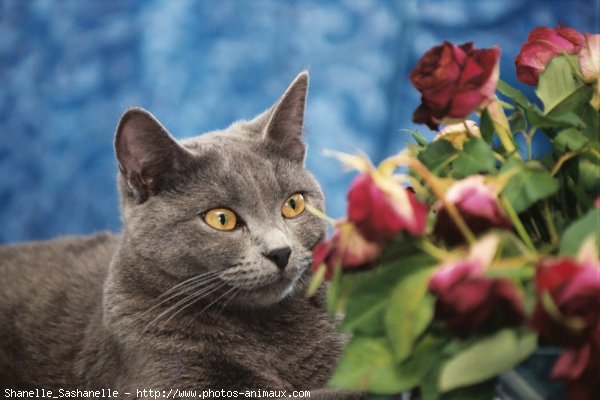 Photo de Chartreux